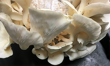 Close-up of oyster mushrooms growing on a log, highlighting pg电子下载 State's mushroom cultivation program.